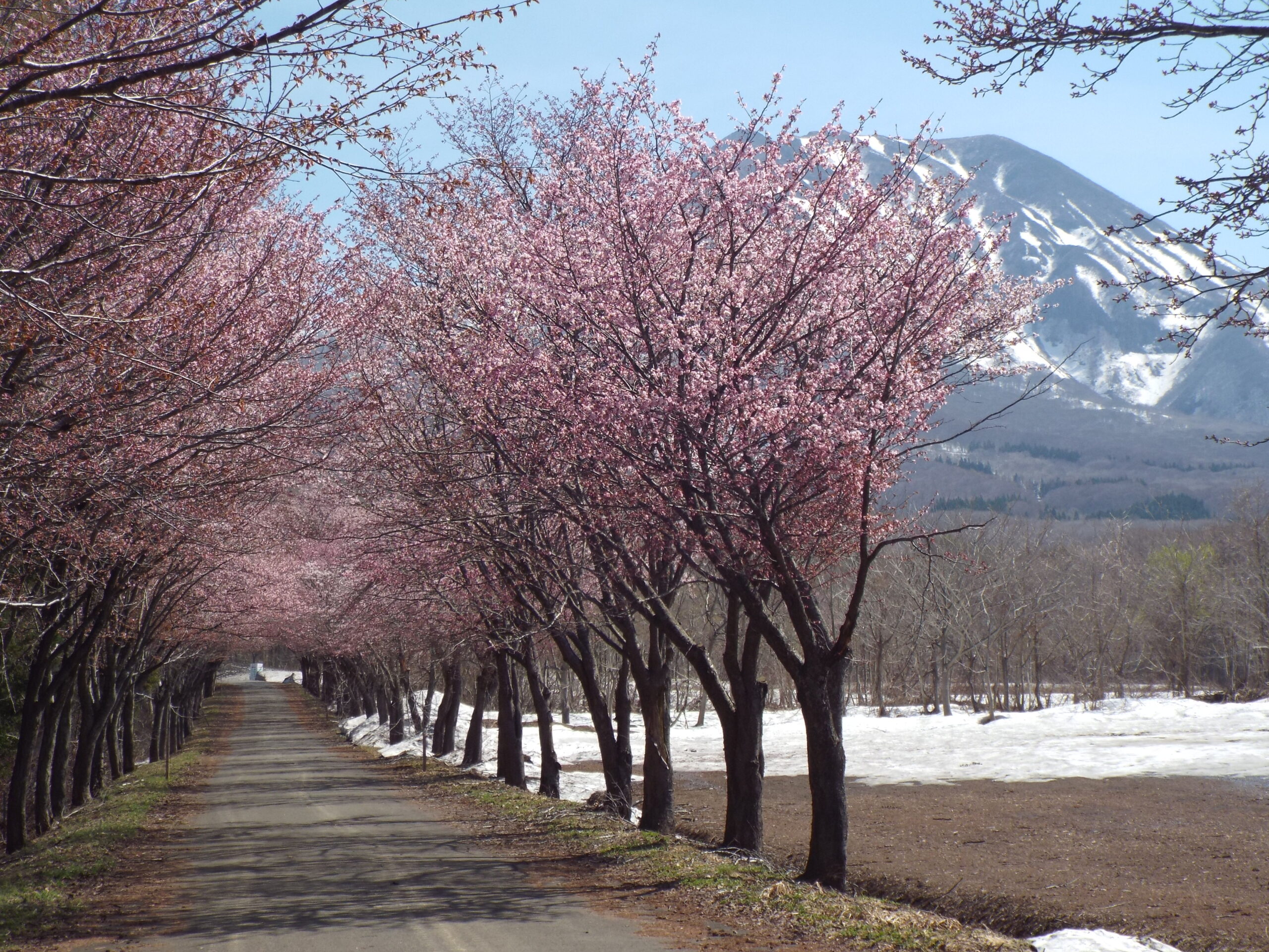 さやま桜様 ヤマザクラ | 桜図鑑｜公益財団法人日本花の会